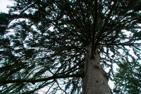 Walking inside a fir forest of tall trees in springの写真素材