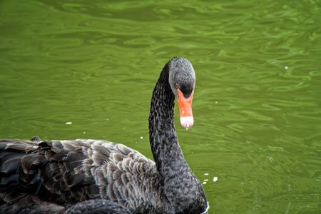 Swans couple on lake. Ducks and black swans in the reserve.の写真素材