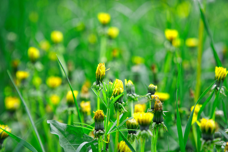 Fresh green grass with field flowers, grass footage green herbの写真素材