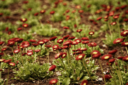 Vintage background little red flowers, nature beautiful, toning design spring nature, sun flowerbed plants.の写真素材