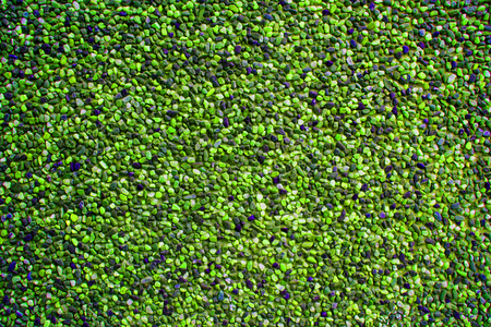 Turtle green pebbles create nice pattern, gravel texture.の写真素材