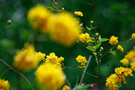 Flowering forsythia in springtime, yellow flower head on green bush.の写真素材