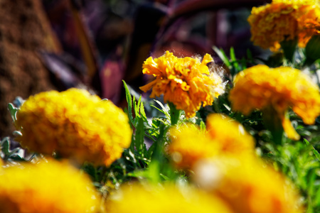 Colourful Flowerbeds and summer Formal Garden, close-up flowers.の写真素材