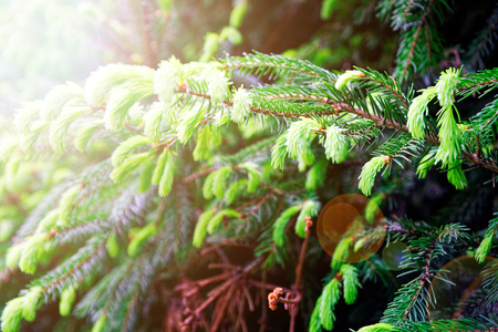 Young fir needles, green background nature texture.の写真素材