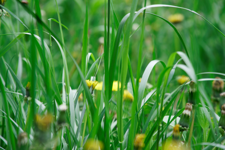 Fresh green grass with field flowers, grass footage green herb