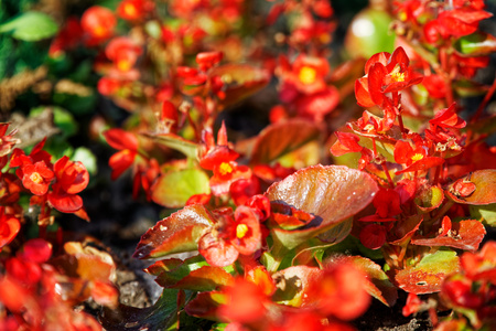 Colourful Flowerbeds and summer Formal Garden, close-up flowers.の写真素材