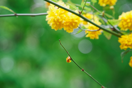 Flowering forsythia in springtime, yellow flower head on green bush.の写真素材