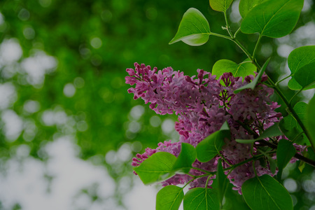 Bush of pink flower hydrangea blooming in the garden.の写真素材