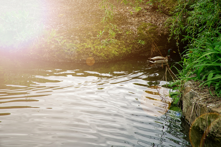 Mallard Duck swimming on lake, close-up, Nature Green Bird Wildlifeの写真素材