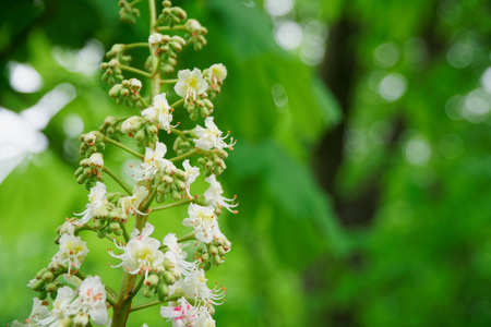 Blooming Chestnut tree with blossoming spring flowers, seasonal floral backgroundの写真素材
