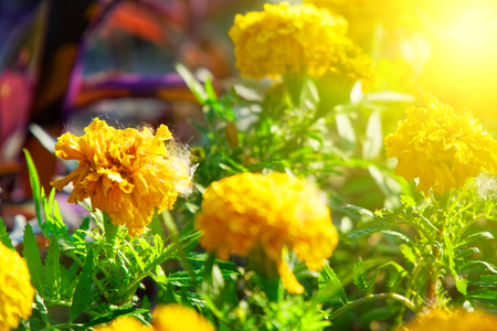 Colourful Flowerbeds and summer Formal Garden, close-up flowers.の写真素材