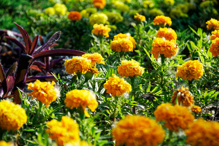 Colourful Flowerbeds and summer Formal Garden, close-up flowers.の写真素材