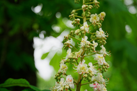 Blooming Chestnut tree with blossoming spring flowers, seasonal floral backgroundの写真素材