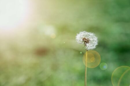 Dandelion flowers with flying feathers on blue bokeh background. Beautiful dreamy nature card.の写真素材