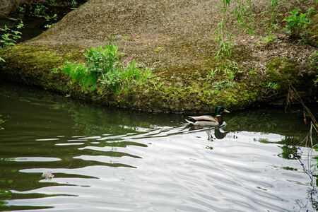 Mallard Duck swimming on lake, close-up, Nature Green Bird Wildlifeの写真素材