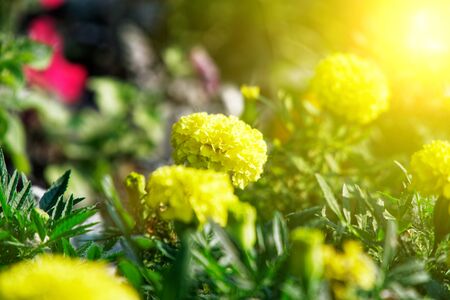 Colourful Flowerbeds and summer Formal Garden, close-up flowers.の写真素材