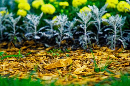 Colourful Flowerbeds and summer Formal Garden, close-up flowers.の写真素材