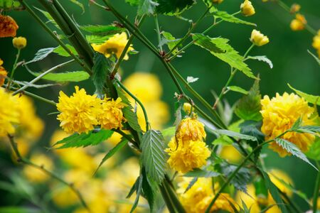 Flowering forsythia in springtime, yellow flower head on green bush.の写真素材