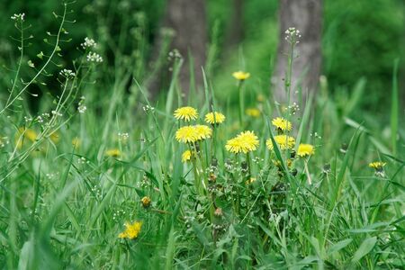 Fresh grass with close up stem and field flowers.の写真素材