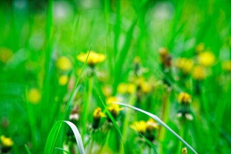 Fresh green grass with field flowers, grass footage green herbの写真素材