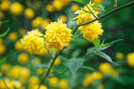 Flowering forsythia in springtime, yellow flower head on green bush.の写真素材