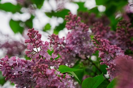 Bush of pink flower hydrangea blooming in the garden.の写真素材