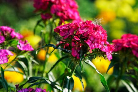 Colourful Flowerbeds and summer Formal Garden, close-up flowers.の写真素材