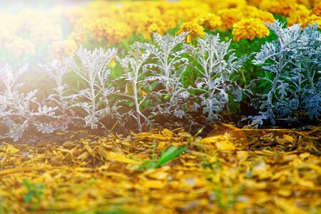 Colourful Flowerbeds and summer Formal Garden, close-up flowers.の写真素材
