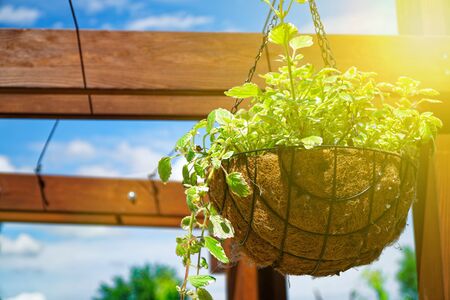 Flowers and plant in flowerpot, Growing plant in wooden flowerpot. Sun beam lightsの写真素材