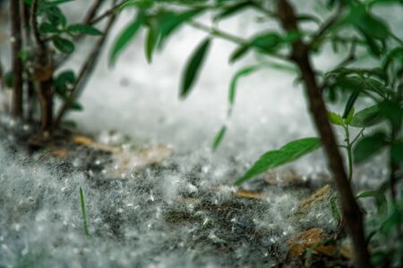 Poplar fluff on the ground like summer snow, sunny day in public park. Flying white poplar fluff. Beautiful green leaf on the branch of a tree with the sun backlighting.の写真素材