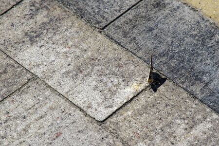 Butterfly on pavement. Painted lady butterfly (Vanessa cardui) - close up of orange-black-white butterfly on the grey pavement.の写真素材