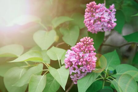 Bush of pink flower hydrangea blooming in the garden.の写真素材