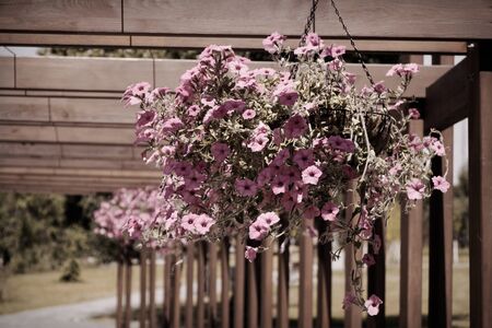 Flowers and plant in flowerpot, Growing plant in wooden flowerpot.の写真素材