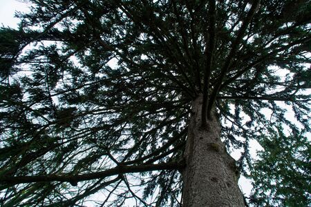Walking inside a fir forest of tall trees in springの写真素材