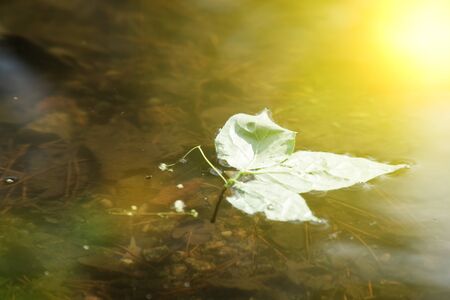 Maple leaf on still water surface in park, mirror reflection of maple leaf and tree in water.の写真素材