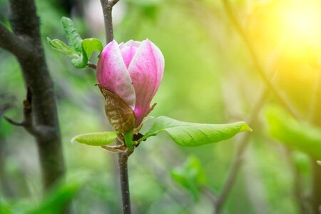 Magnolia tree head. Pink magnolias in spring day. Beautiful pink magnolias on blue sky background. Blooming Magnolia flowers and stunning buds in spring season. Warmest colors of magnolia flowersの写真素材