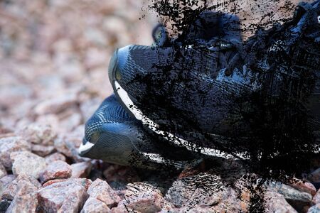 Trail running shoes in a park, close-up sneakers. Running shoes before practice. Sport active lifestyle concept. Horizontal photo banner for website header design.の写真素材