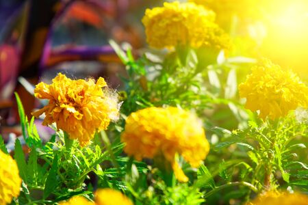 Colourful Flowerbeds and summer Formal Garden, close-up flowers.の写真素材