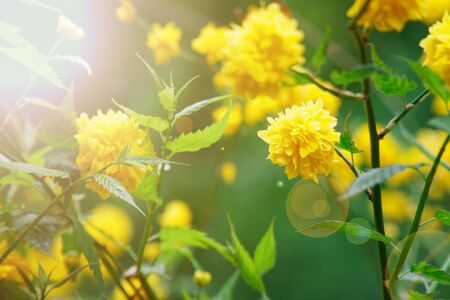 Flowering forsythia in springtime, yellow flower head on green bush.の写真素材