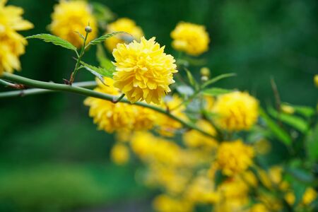 Flowering forsythia in springtime, yellow flower head on green bush.の写真素材