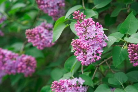 Bush of pink flower hydrangea blooming in the garden.の写真素材
