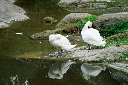 Swans couple on lake. Ducks and white swans in the reserve.の写真素材