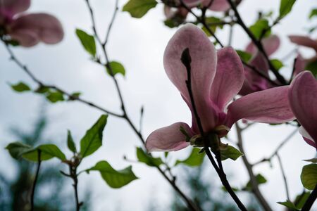 Magnolia tree head. Pink magnolias in spring day. Beautiful pink magnolias on blue sky background. Blooming Magnolia flowers and stunning buds in spring season. Warmest colors of magnolia flowersの写真素材
