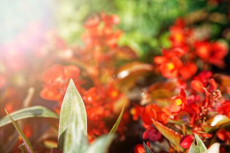 Colourful Flowerbeds and summer Formal Garden, close-up flowers.の写真素材