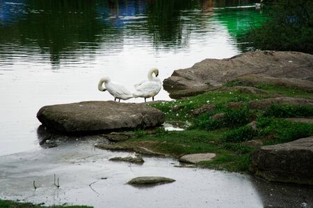 Swans couple on lake. Ducks and white swans in the reserve.の写真素材