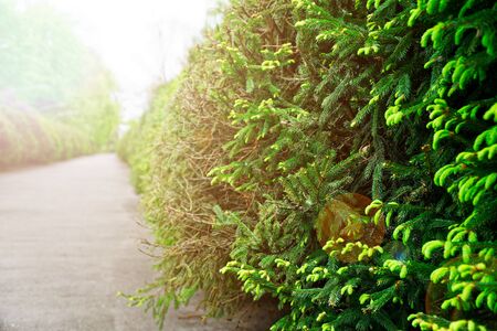 Garden stone asphalt path with grass growing up between the stones.Detail of a botanical gardenの写真素材