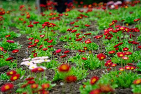 Vintage little red flowers with white head in center, nature beautiful, toning design spring nature, sun flowerbed plants.の写真素材