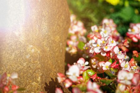 Colourful Flowerbeds and summer Formal Garden, close-up flowers.の写真素材