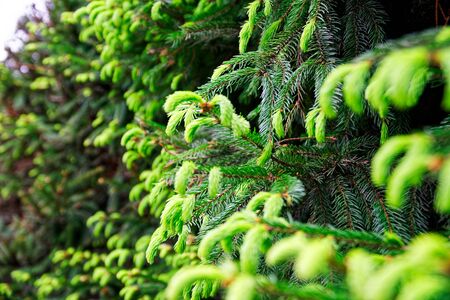 Young fir needles, green background nature texture.の写真素材