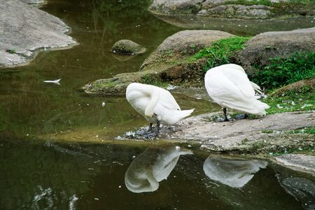 Swans couple on lake. Ducks and white swans in the reserve.の写真素材
